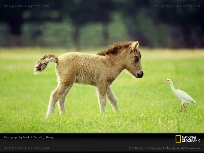 Foal and bird in a field