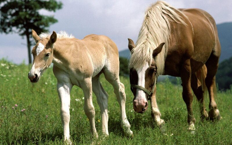 Foal and Mare Grazing