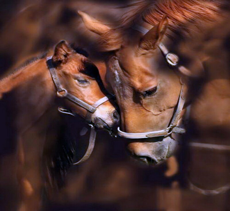 Foal and Mare Nuzzling
