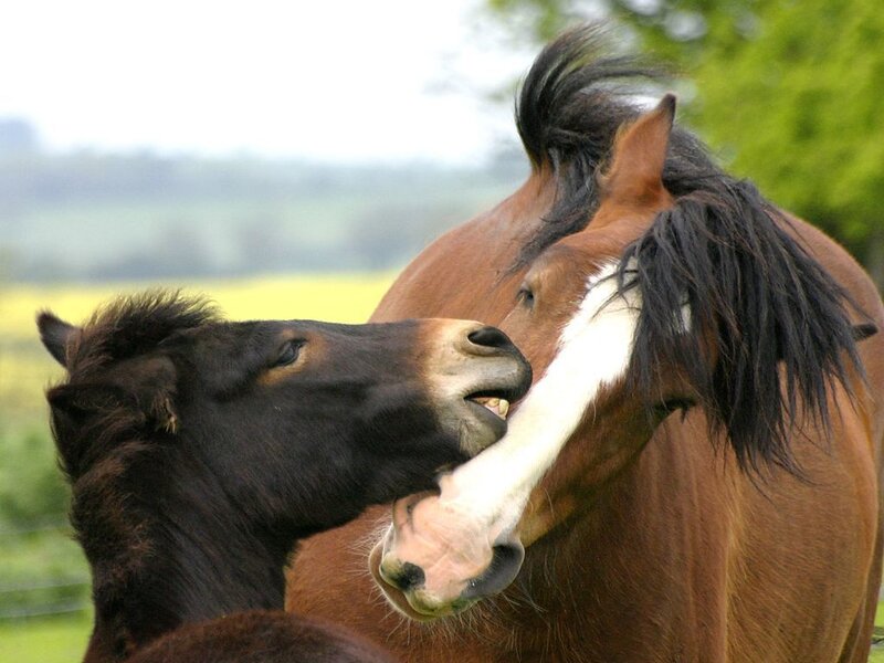 Foal Biting Horse