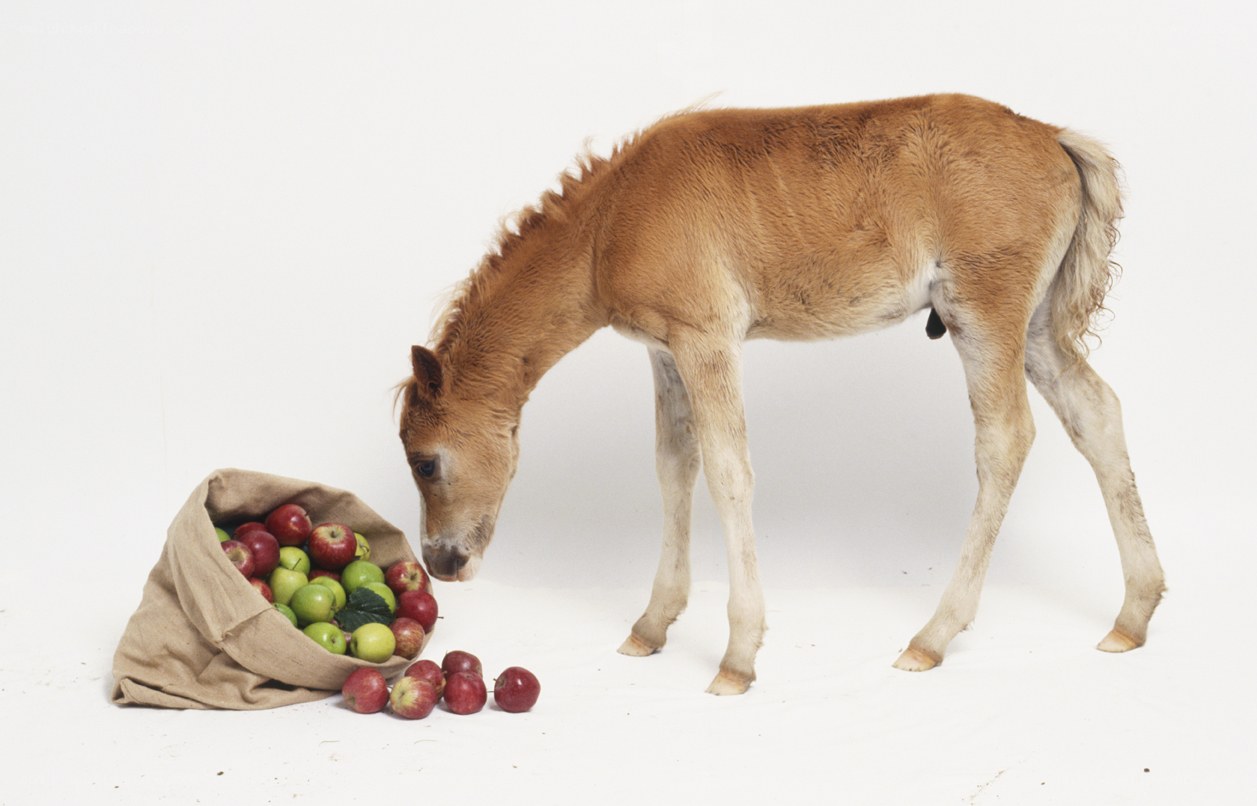 foal eating apples