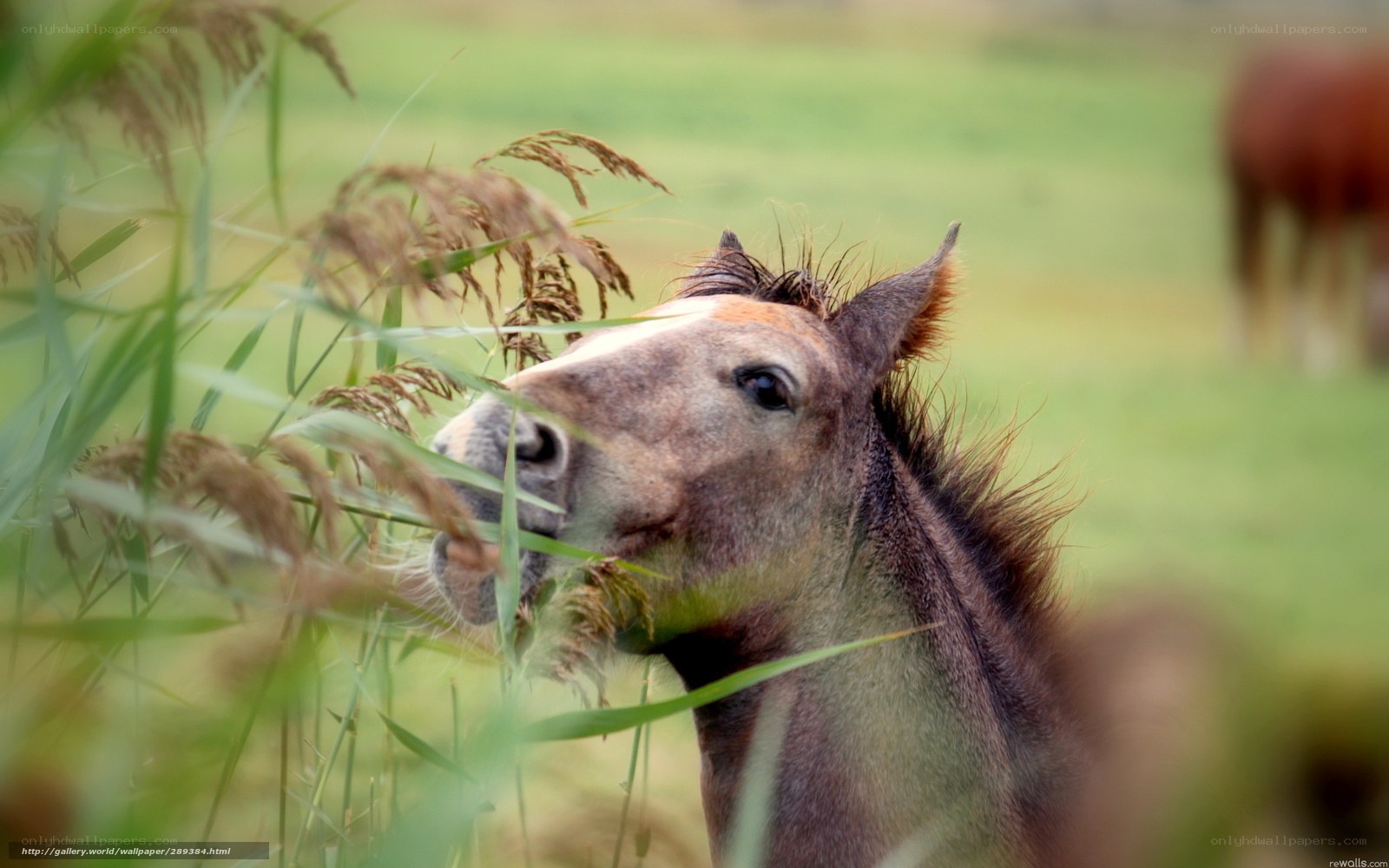 foal eating grass in field
