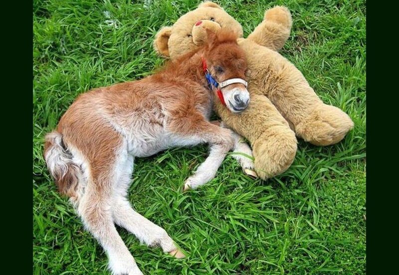 Foal Hugging Teddy Bear