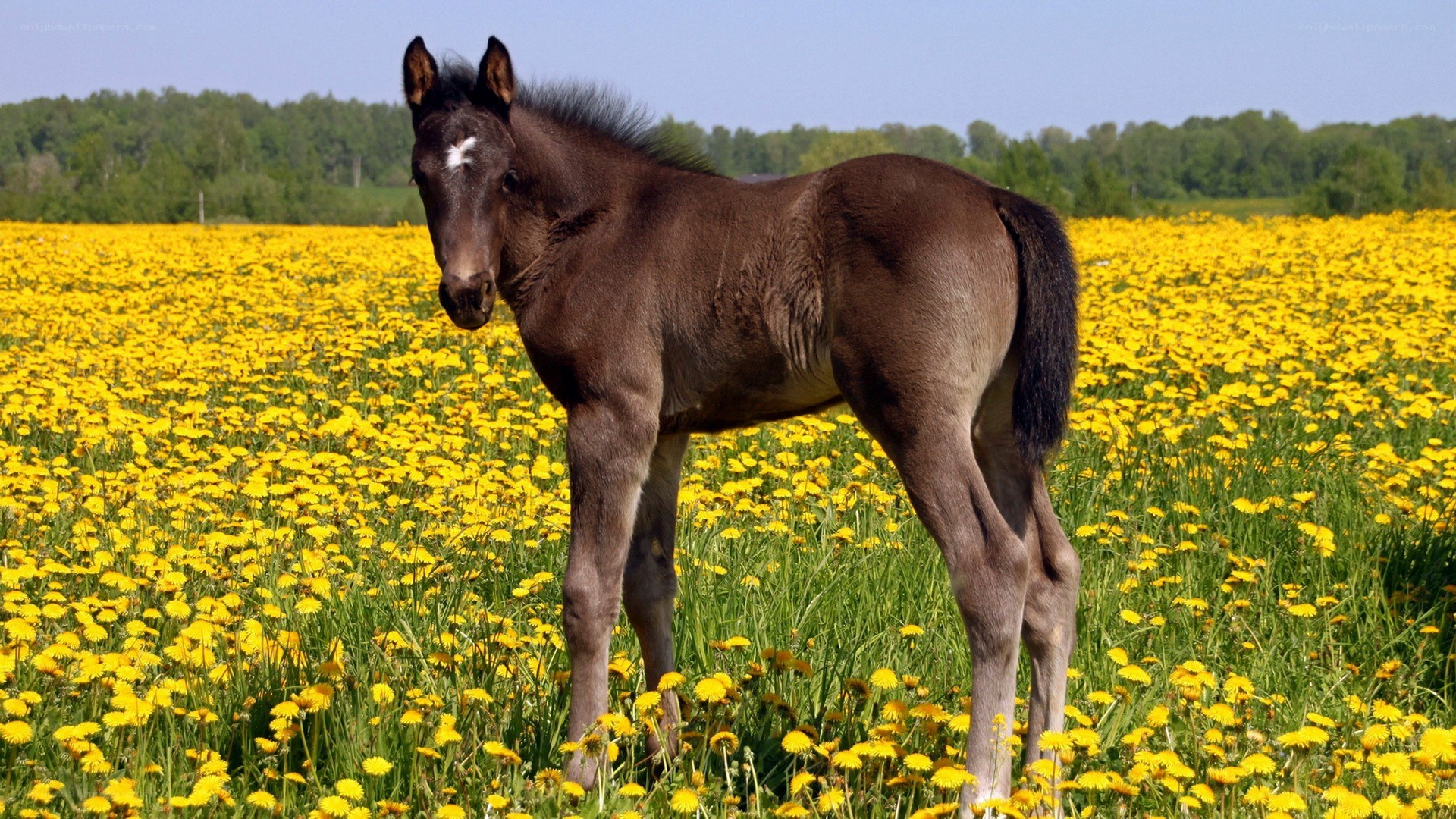 Foal in a dandelion field