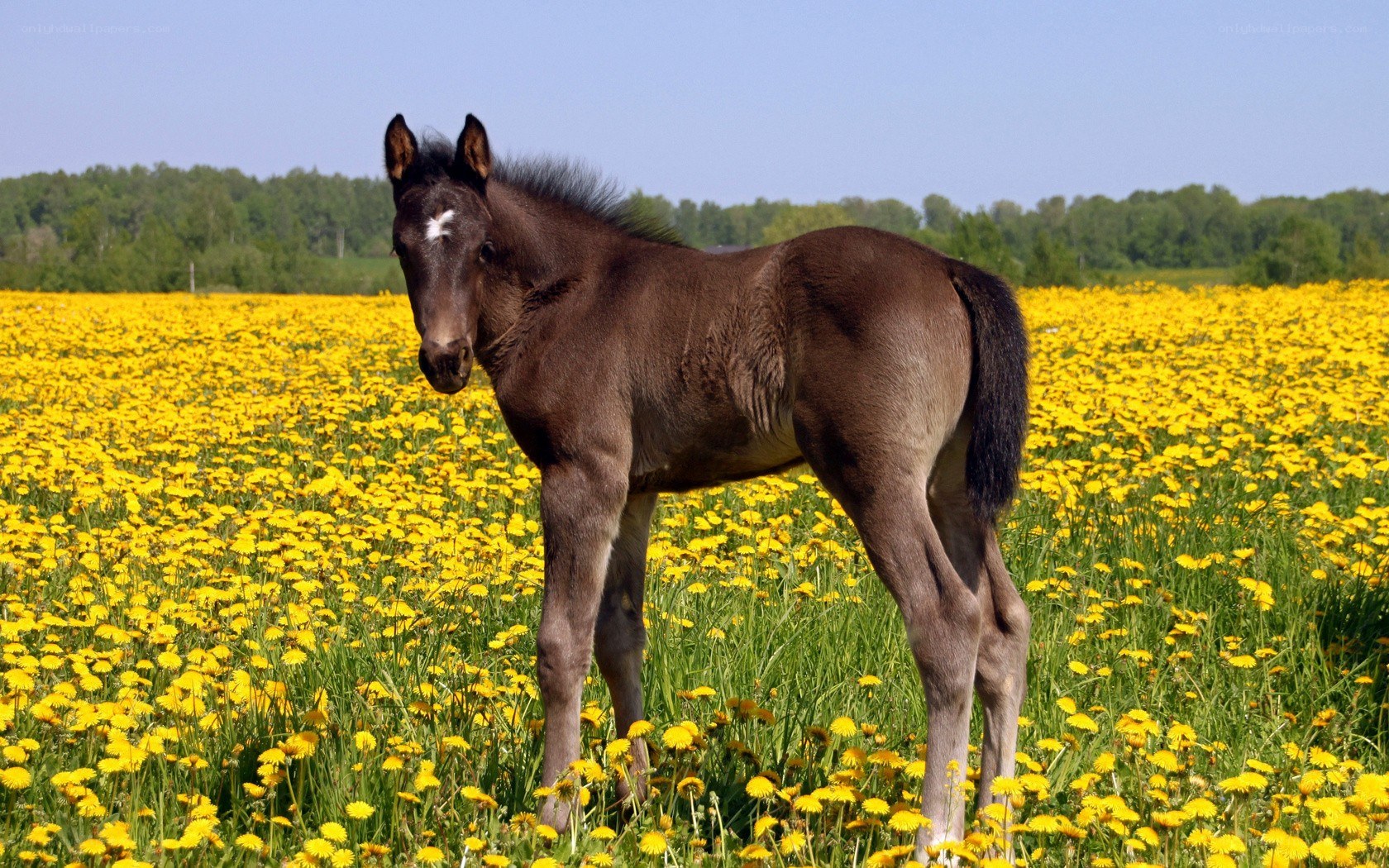 Foal in a dandelion field