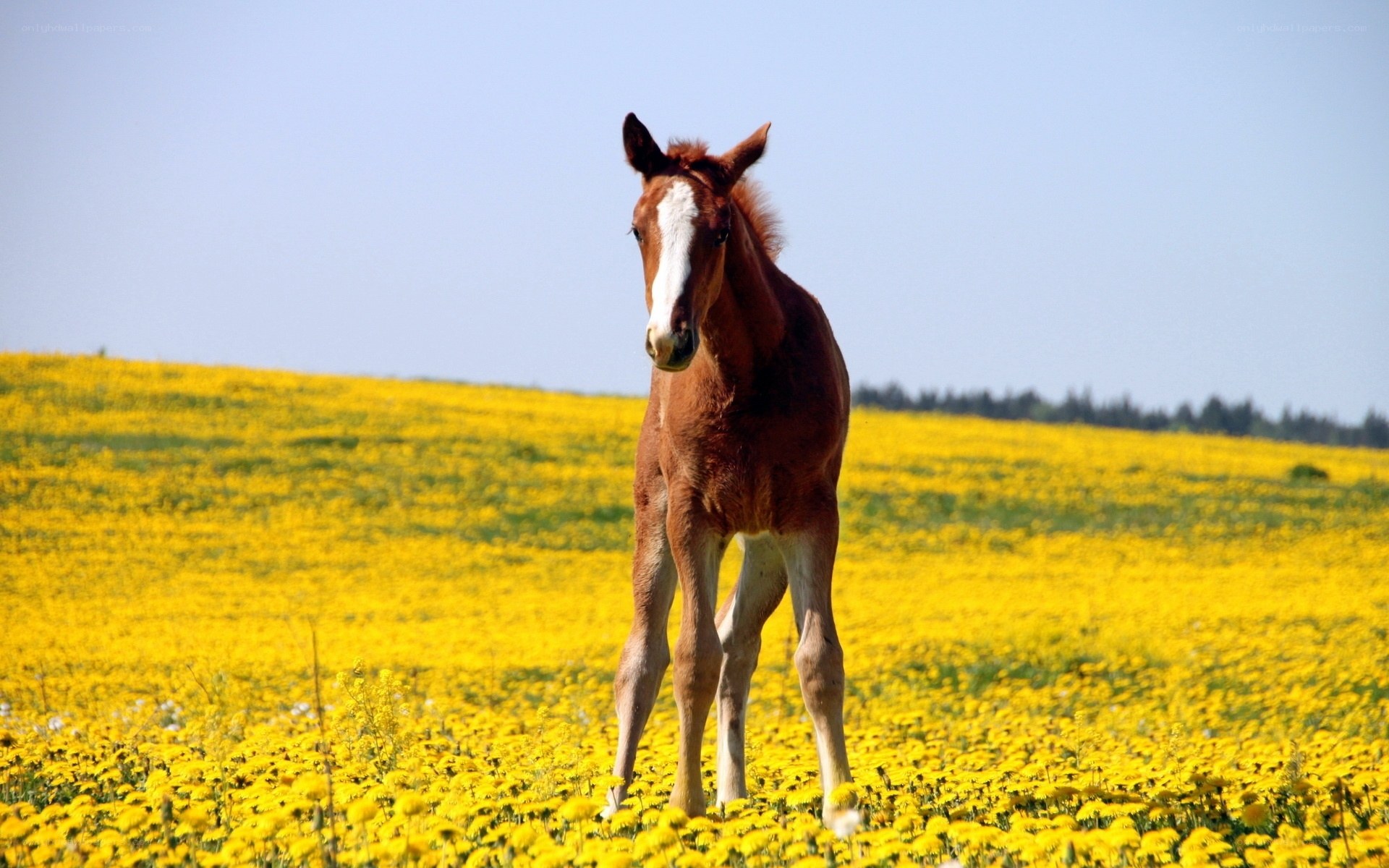 foal in a dandelion field