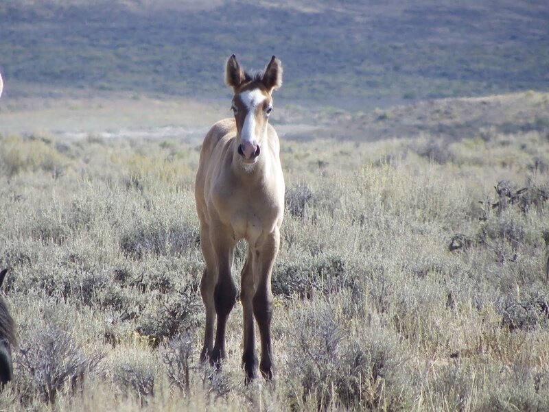 Foal in a Field — Brown