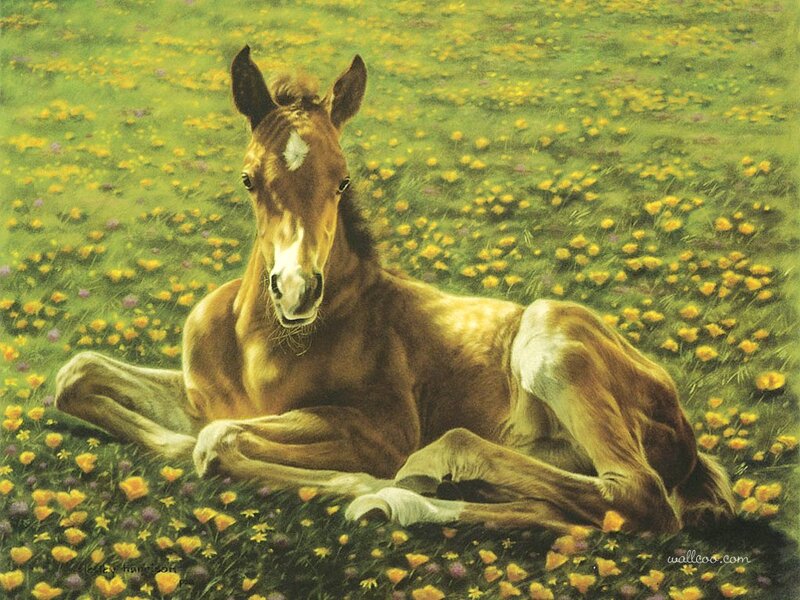 Foal in a Field — Green, Serene, Spring