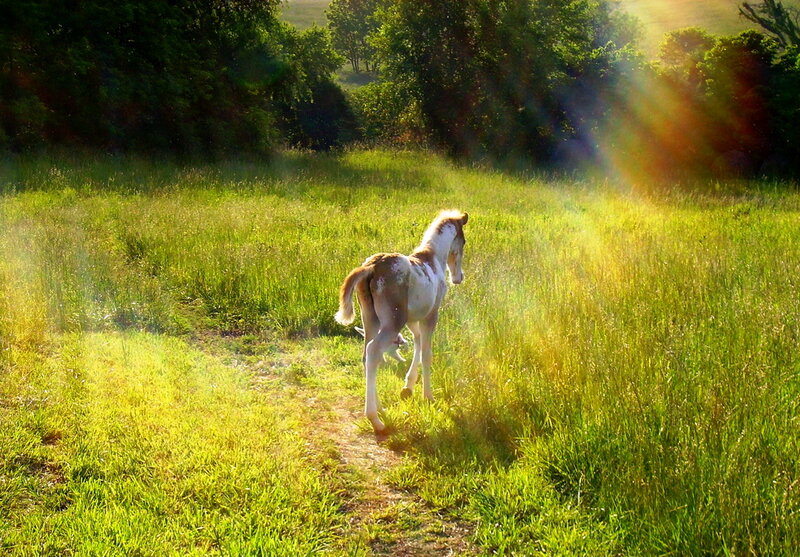 Foal in a Field — Green, Serene