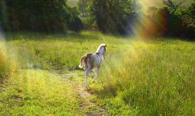 Foal in a Field — Green