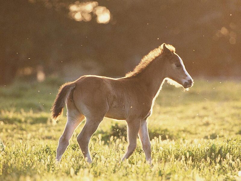 Foal in a Field