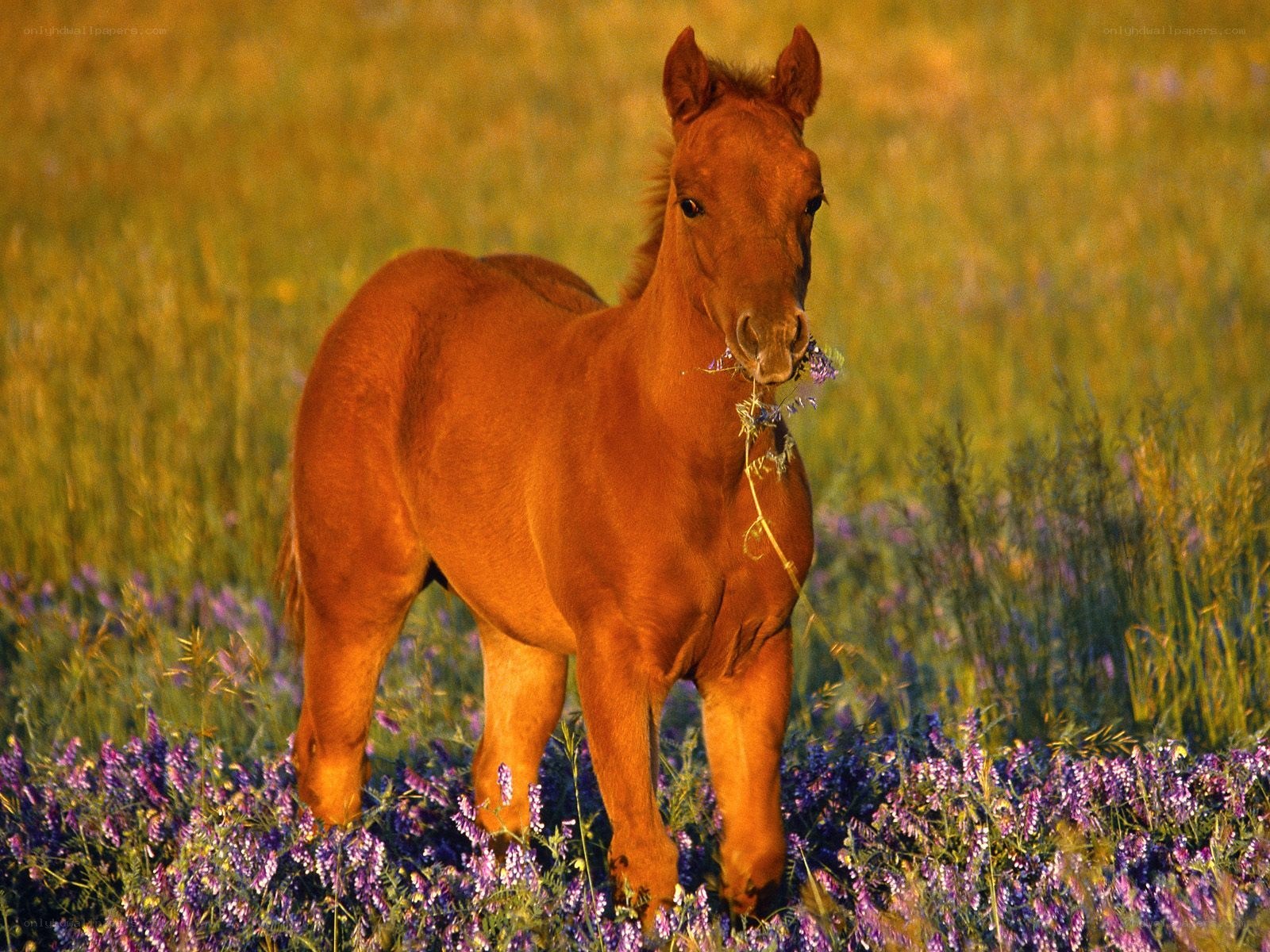 foal in a flower field