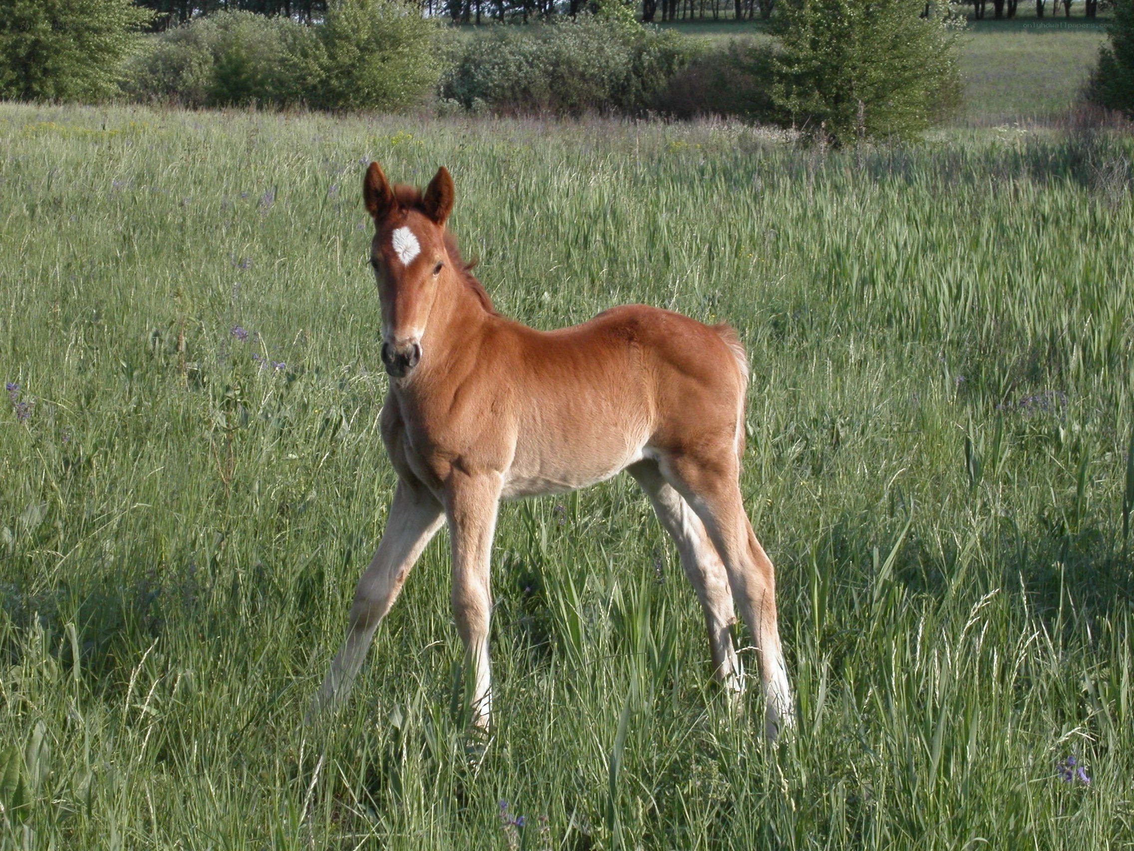 foal in a grassy field