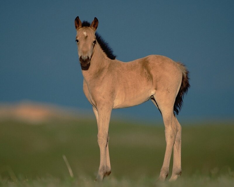 foal in a grassy field