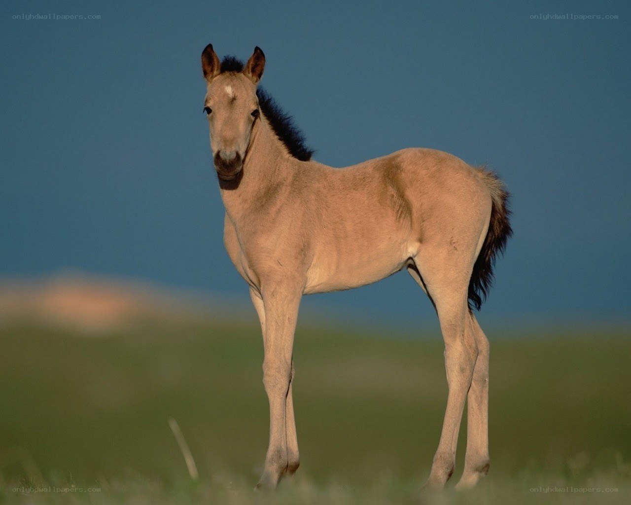 foal in a grassy field