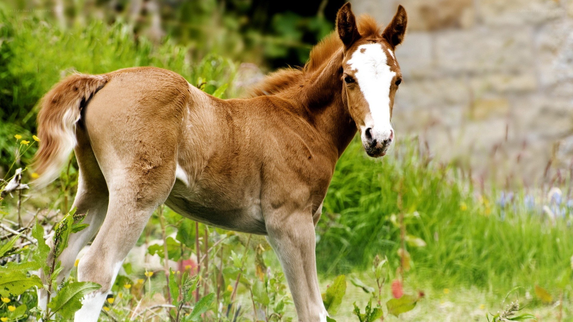 foal in a grassy field
