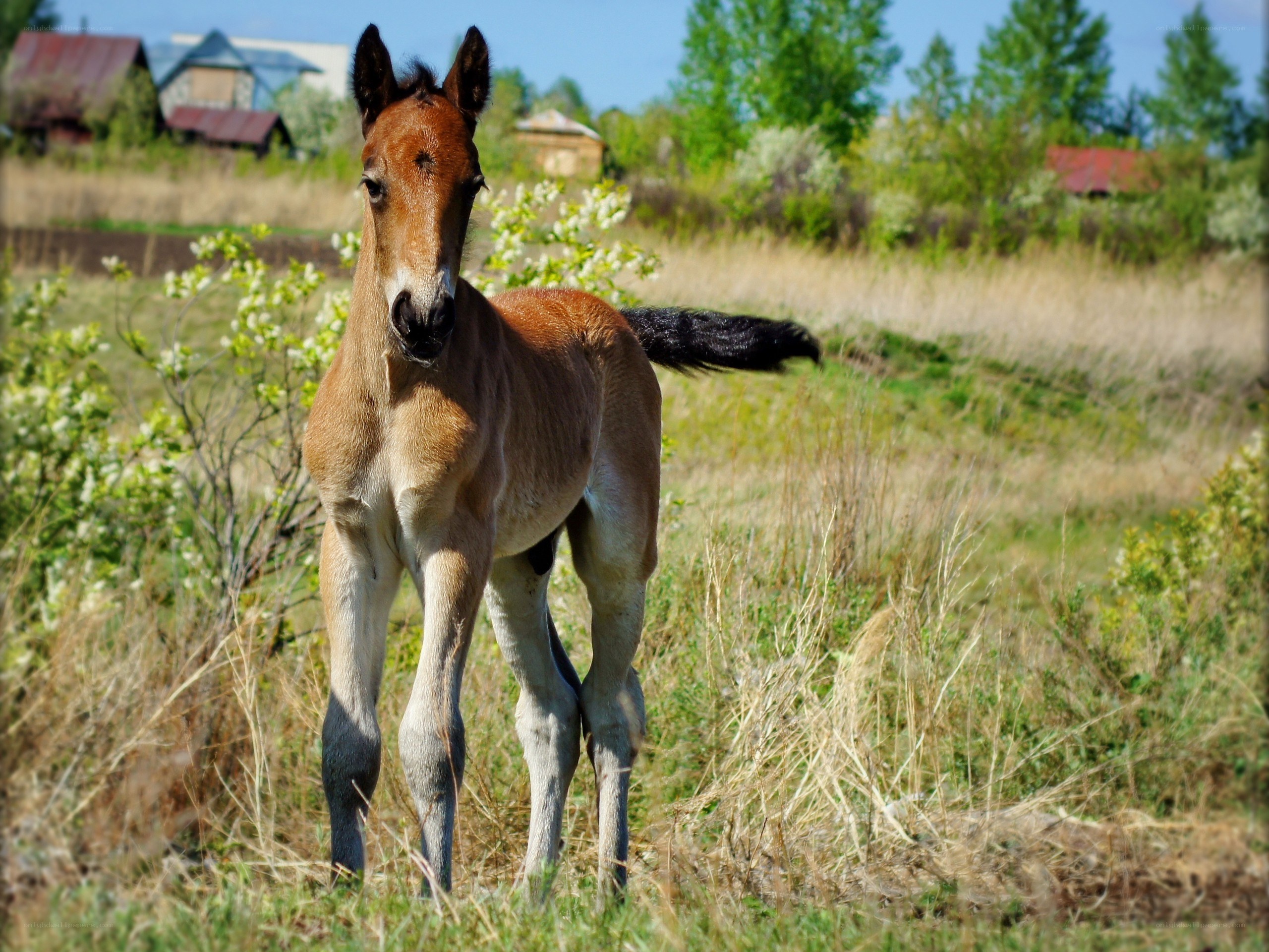 foal in a grassy field