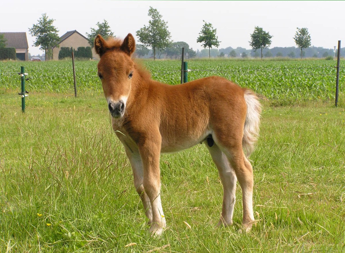 foal in a grassy field
