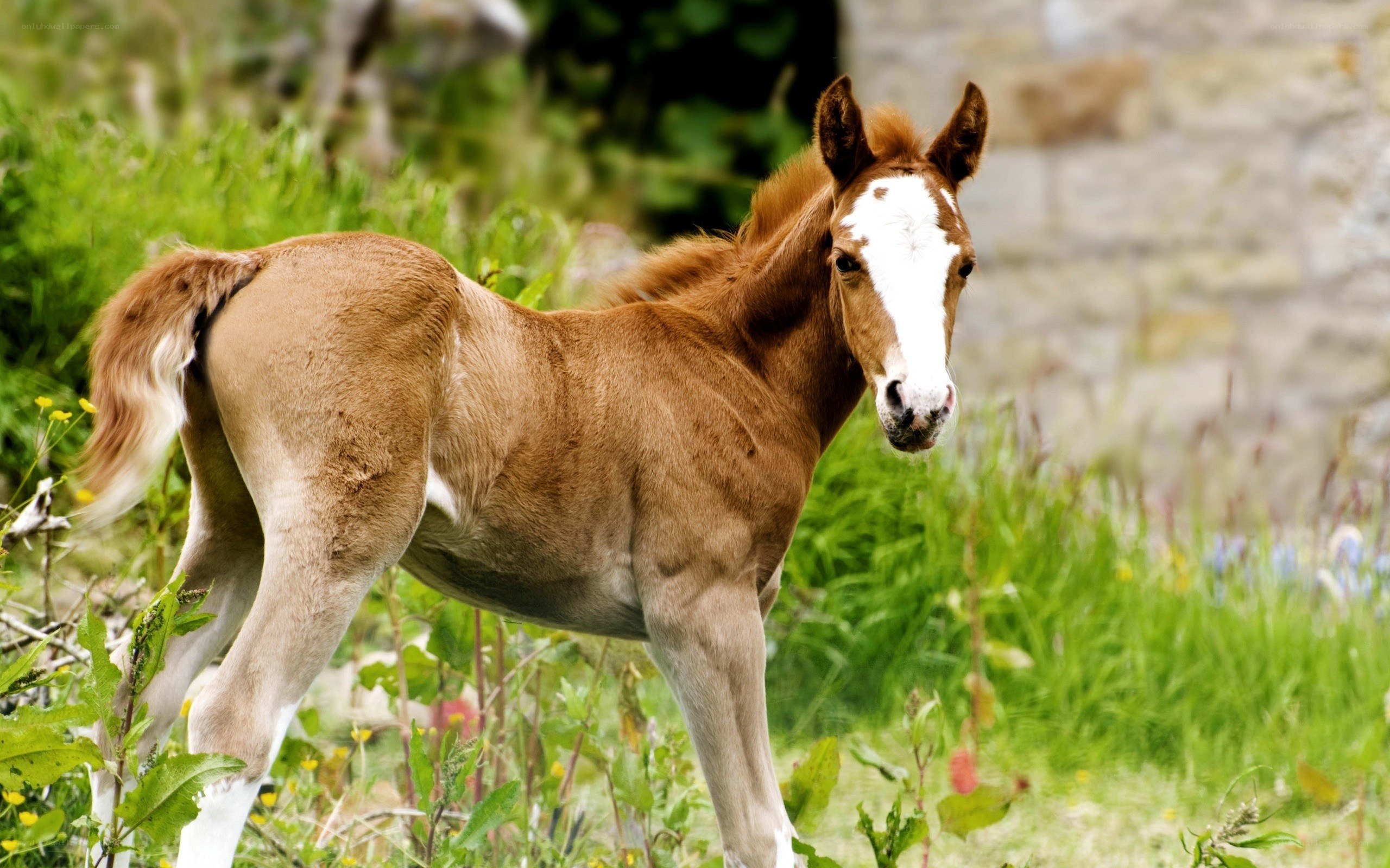 foal in a grassy field