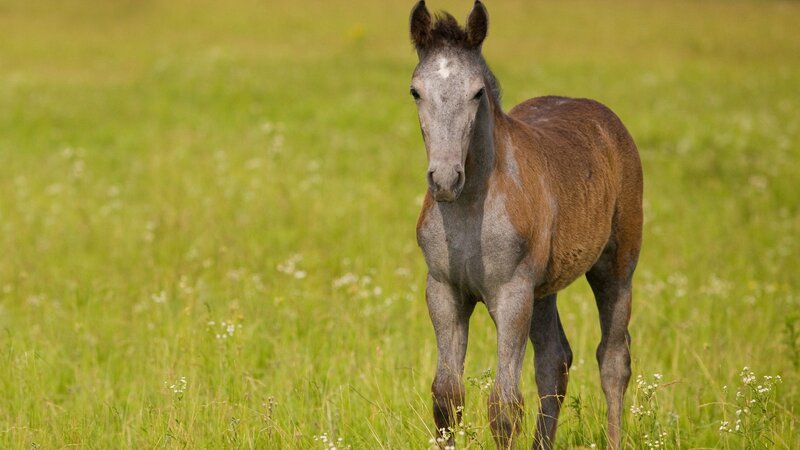 foal in a green field