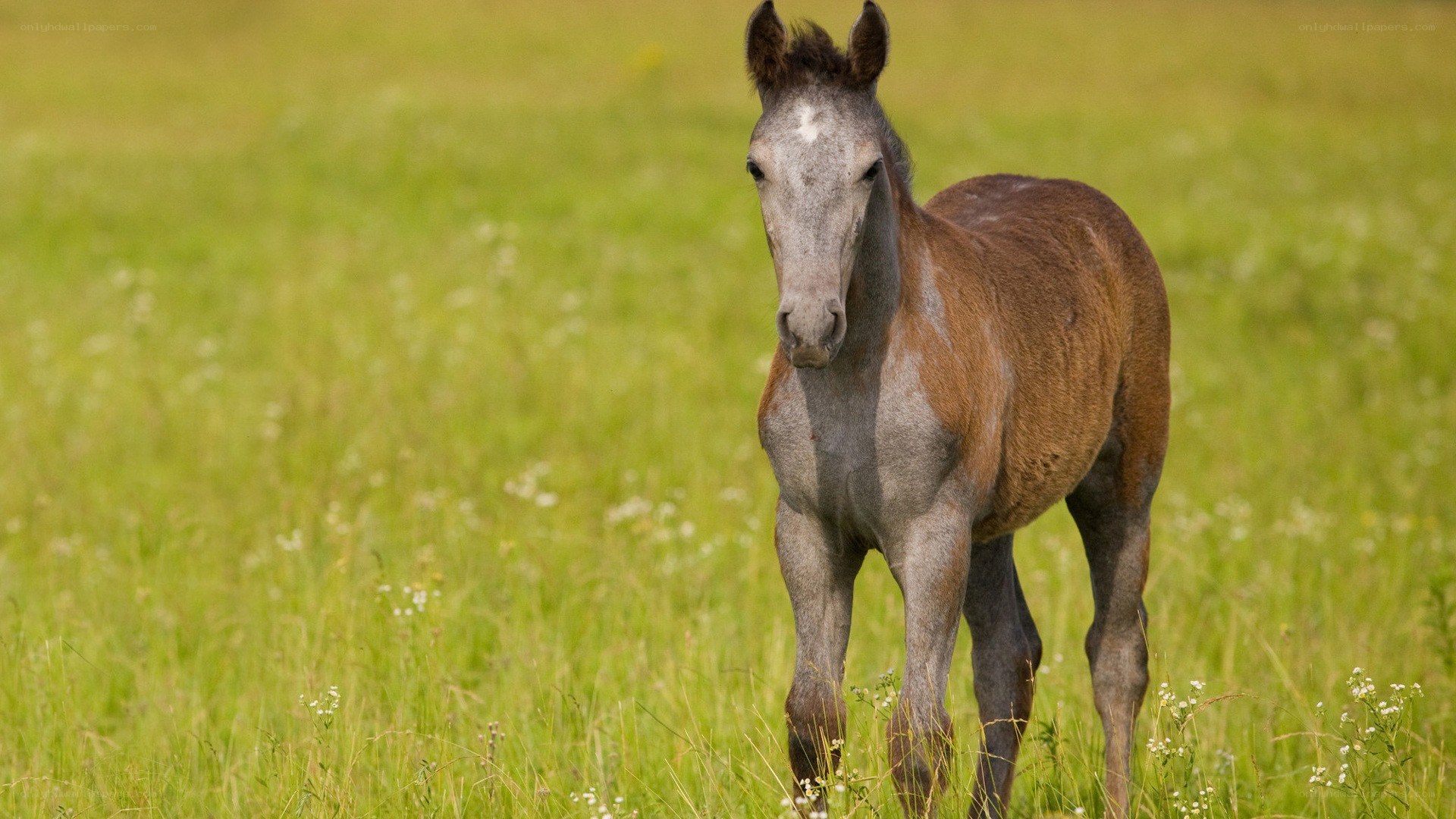 foal in a green field