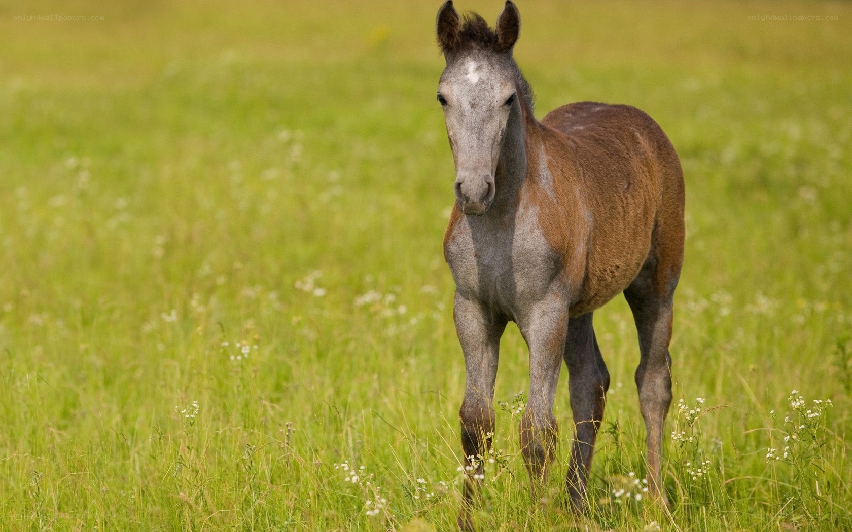foal in a green field