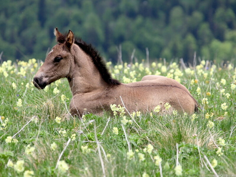 Foal in a Meadow
