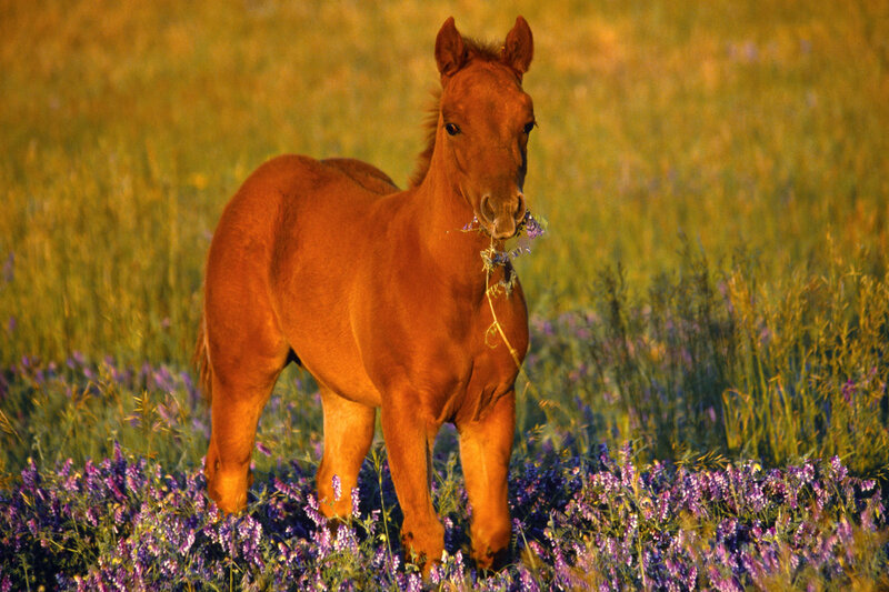 foal in a wildflower field