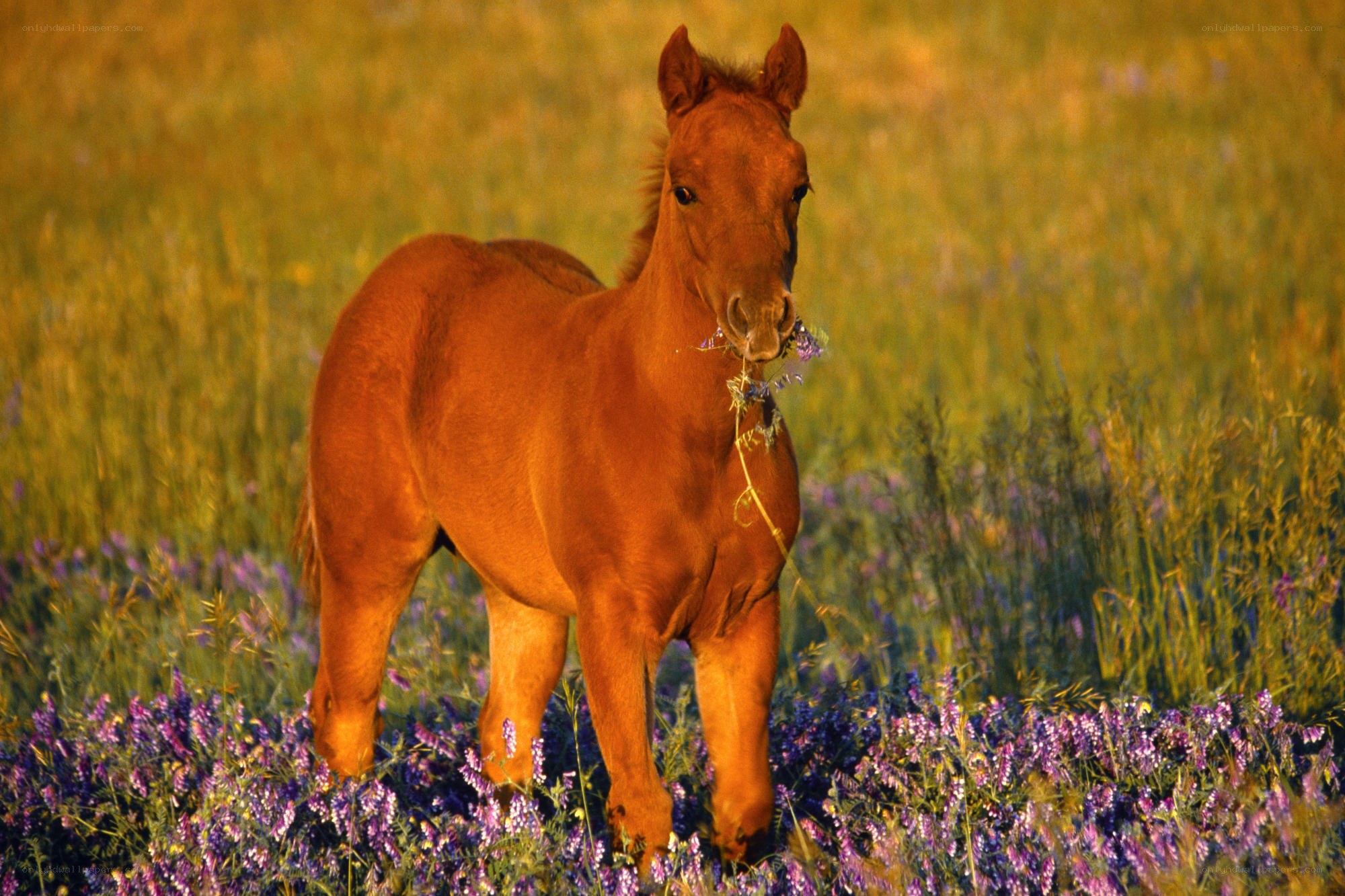 foal in a wildflower field
