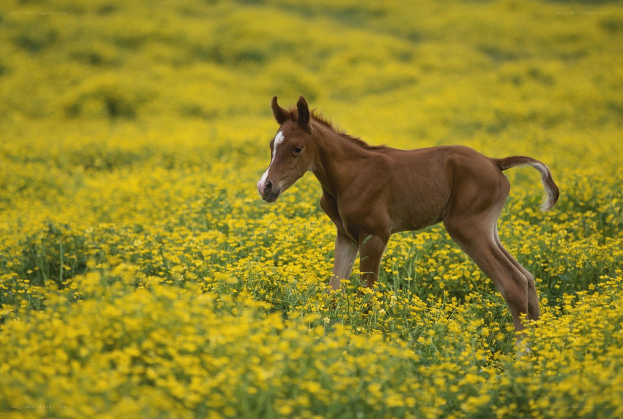 Foal in a yellow field