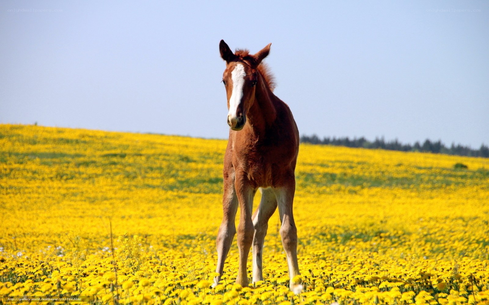 foal in a yellow field