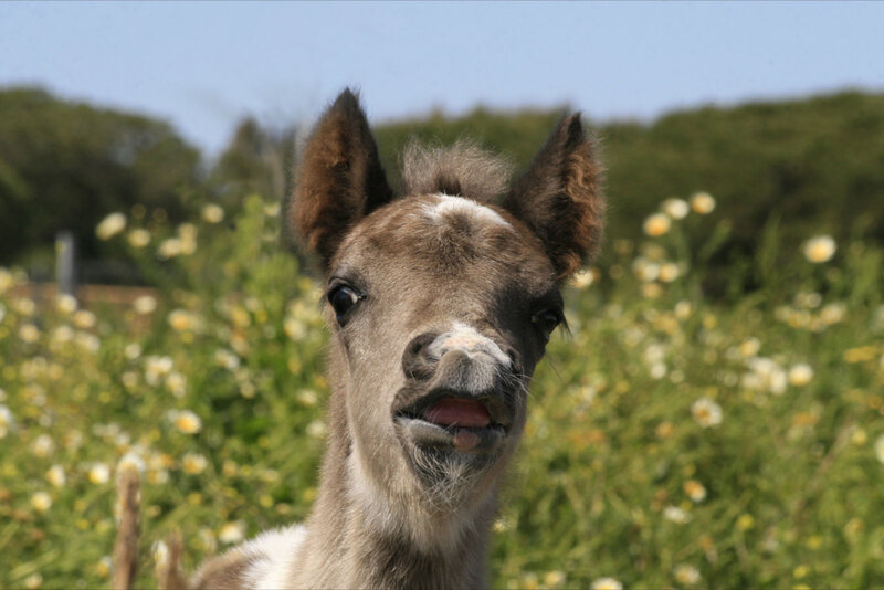 Foal in Field