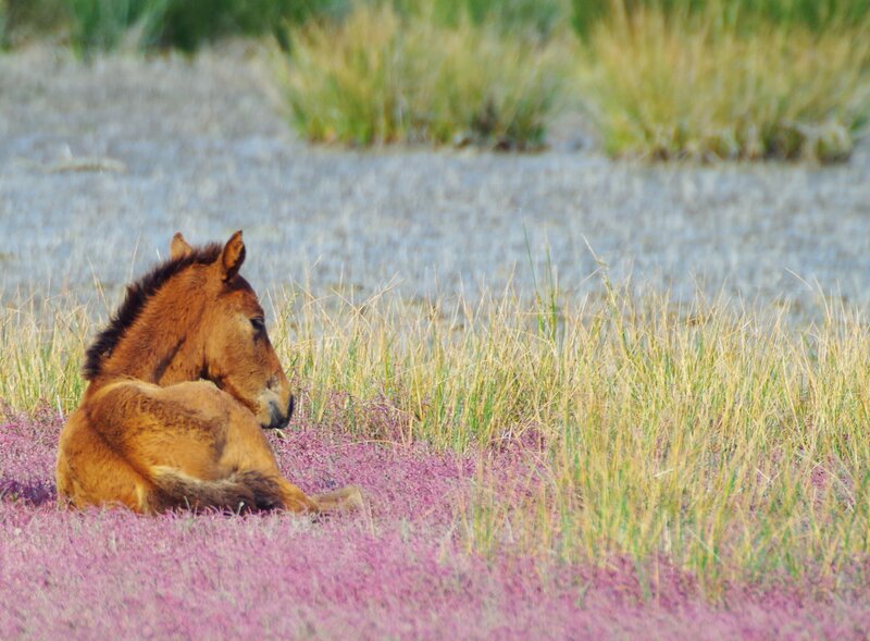 Foal in Purple Flowers