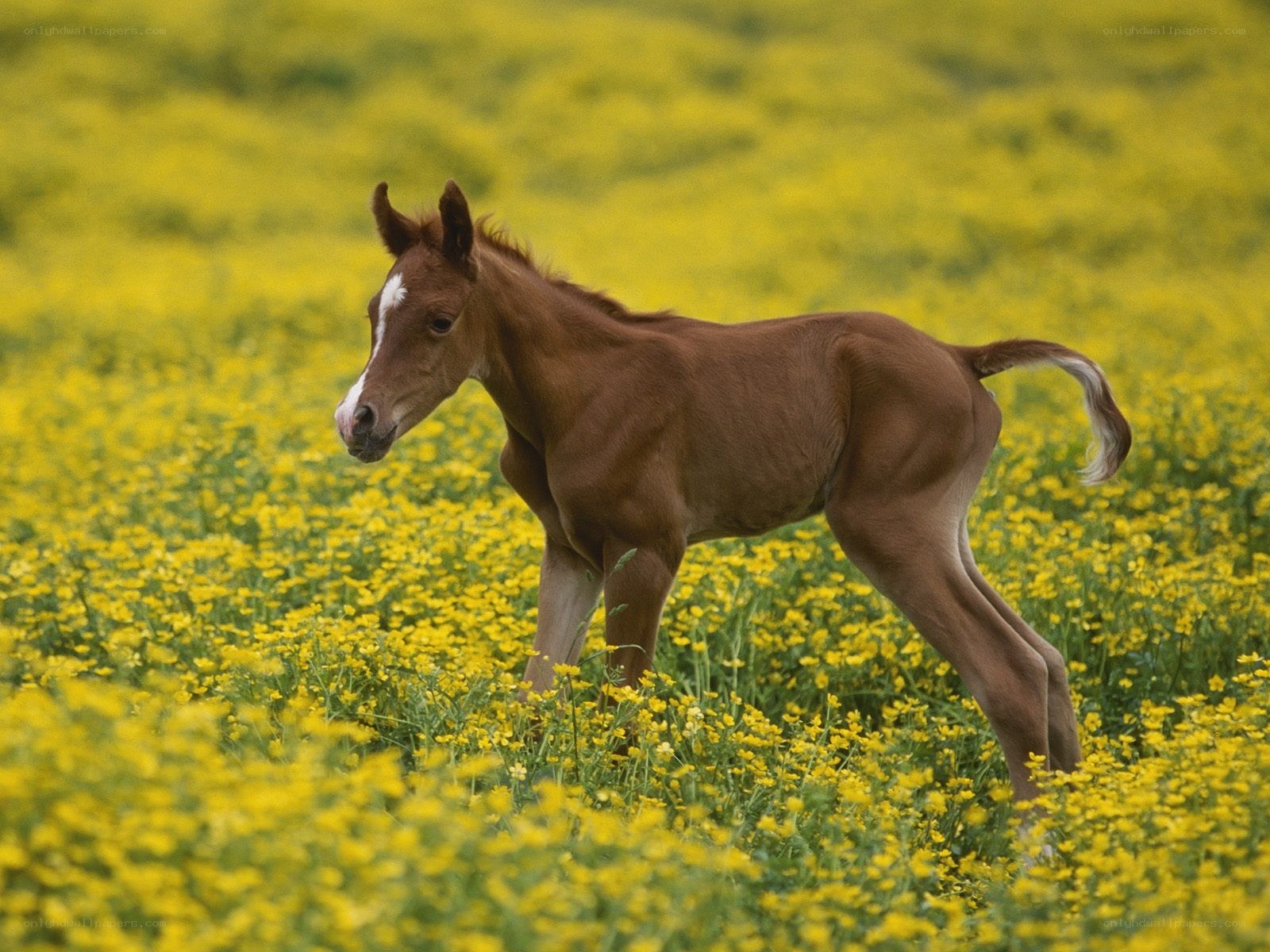 foal in yellow flowers