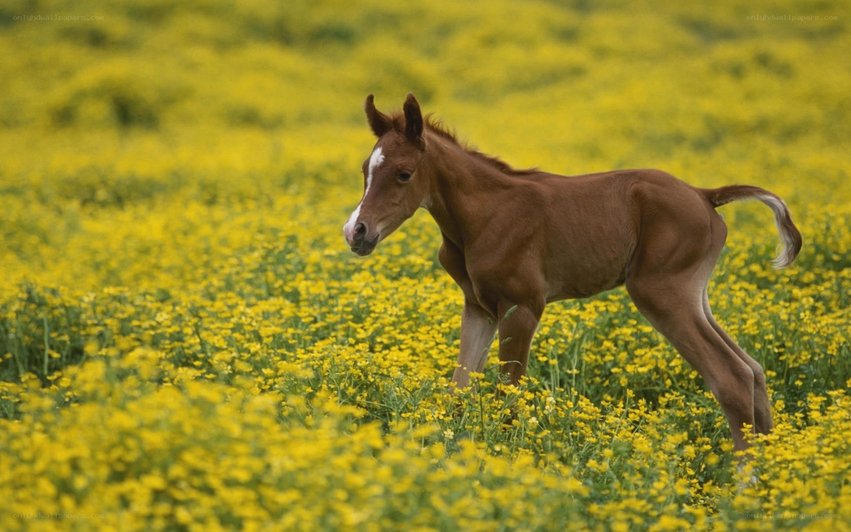foal in yellow flowers