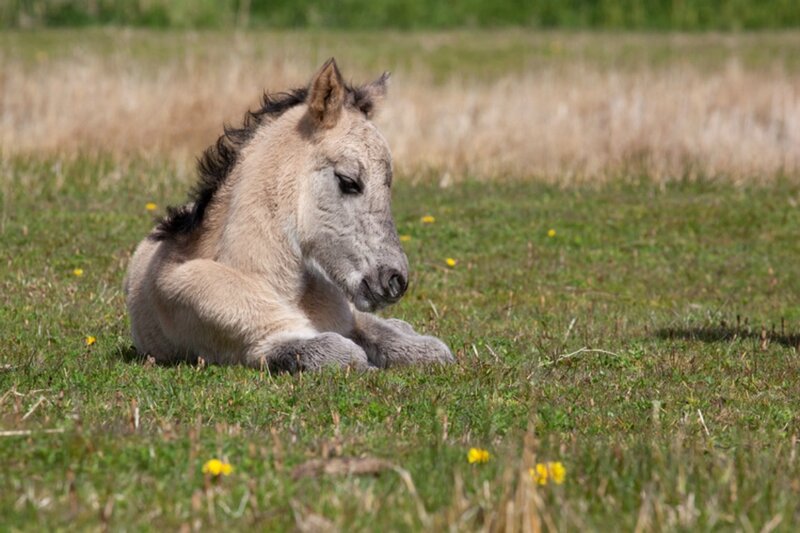 Foal Lying in Grass