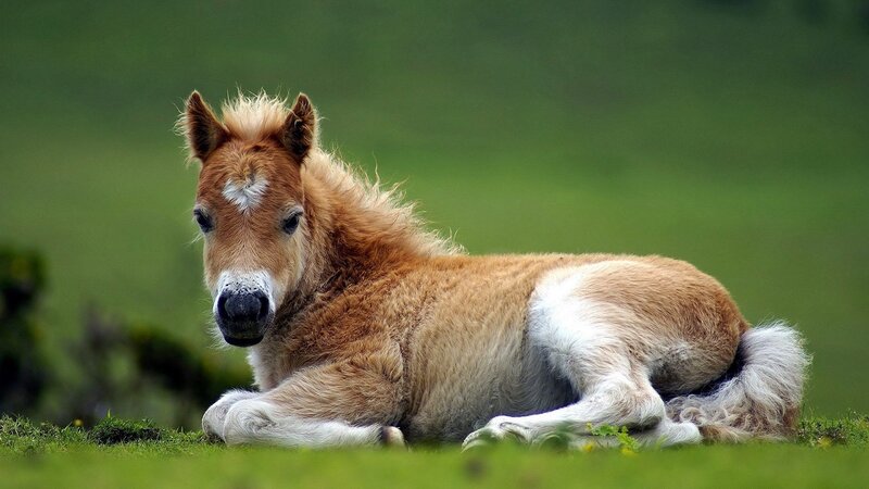 Foal Lying on Grass — Green, Calm, Afternoon, Photograph