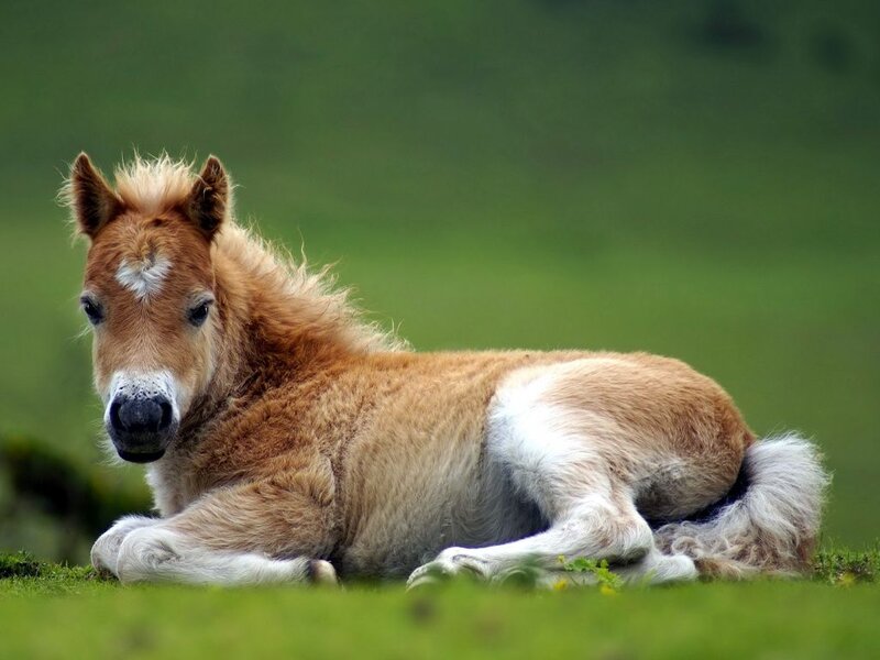 Foal Lying on Grass — Green, Calm, Afternoon