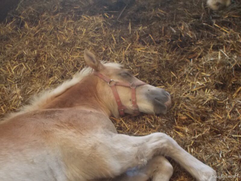 Foal Lying on Hay