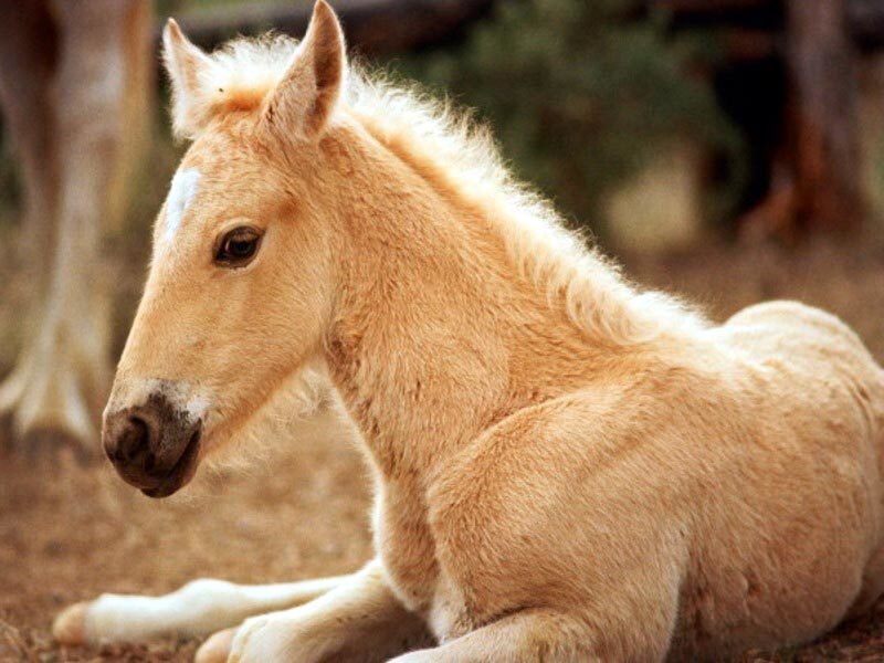 foal lying on the ground