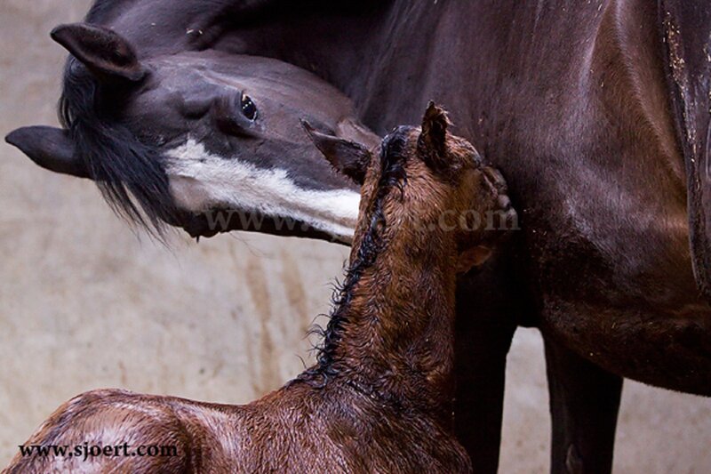 Foal Nursing from Mare — Brown, Calm
