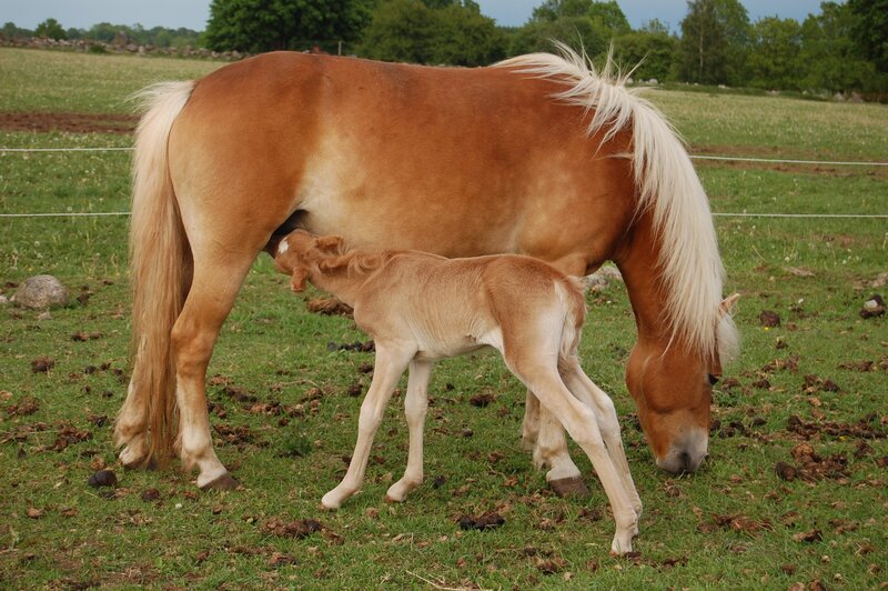 Foal Nursing from Mare — Brown