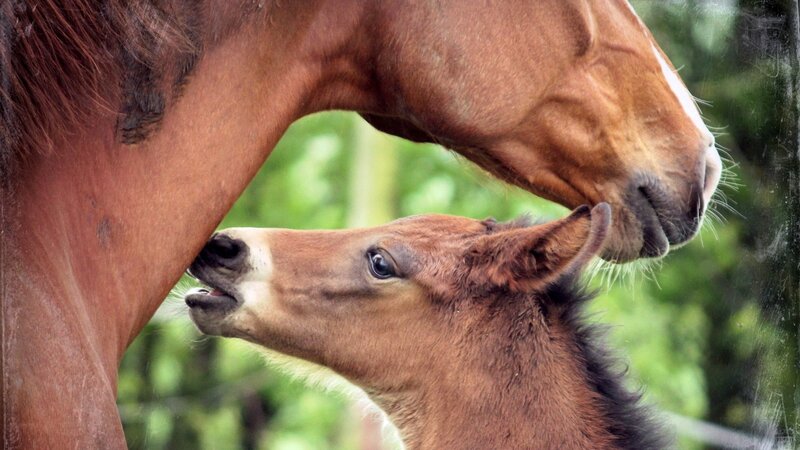 foal nursing from mare