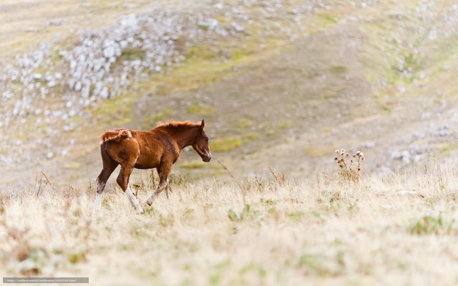 foal on a grassy hillside