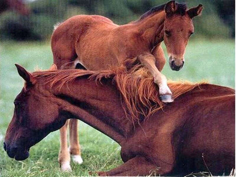 Foal on Adult Horse