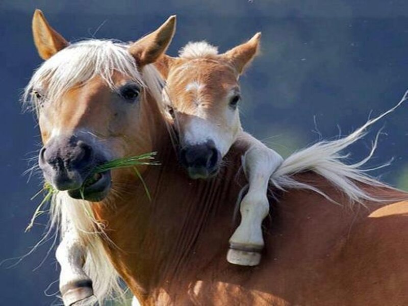 Foal on Mare's Back — Brown