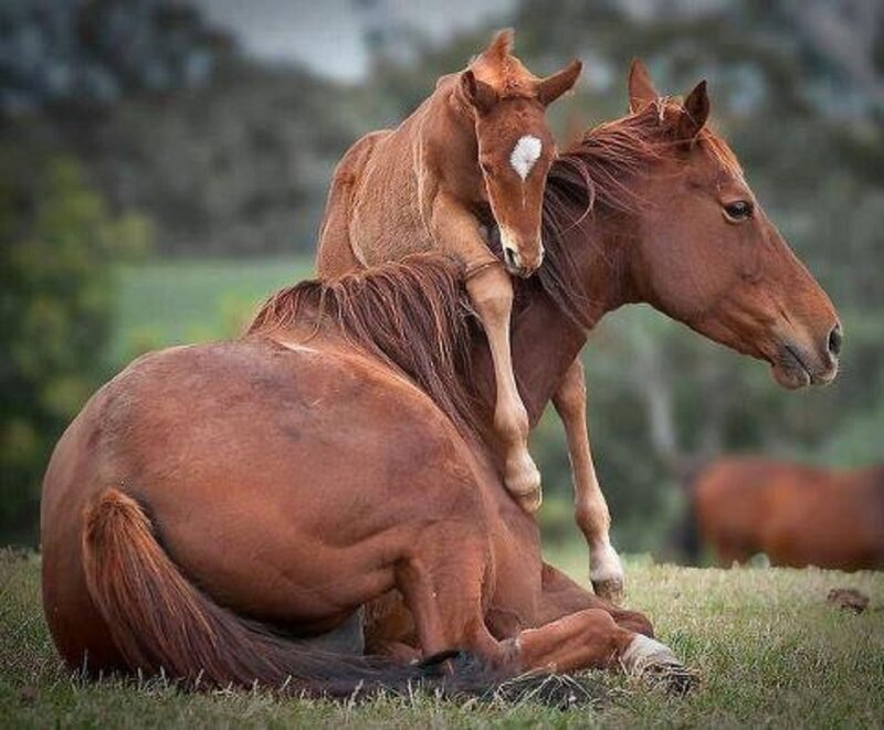 Foal on Mother Horse — Brown, Calm