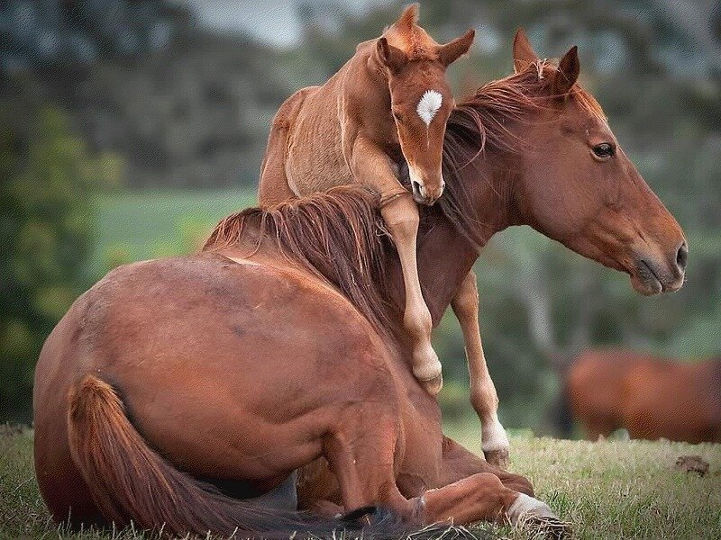 Foal on Mother Horse — Brown