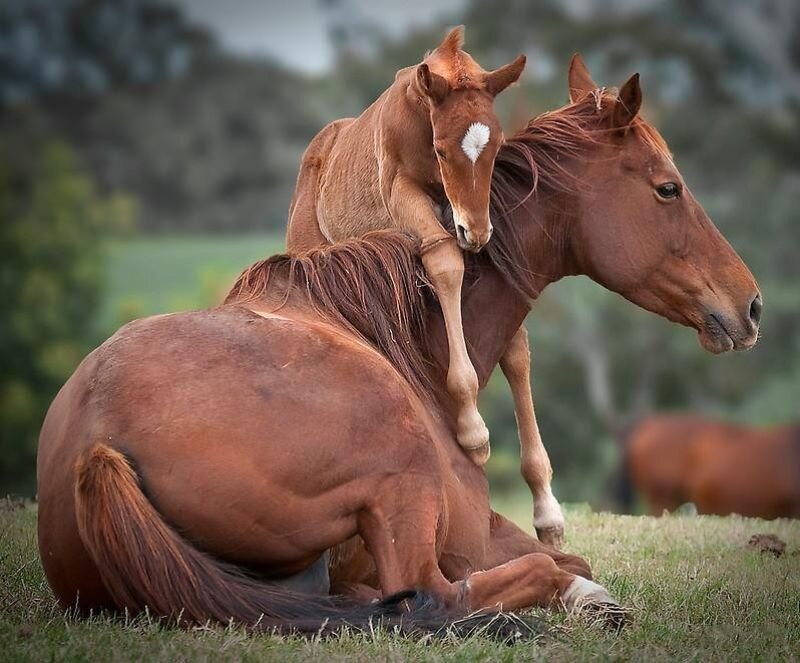 Foal on Mother Horse