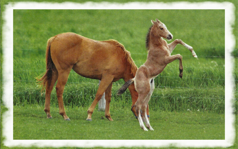 Foal Rearing Up